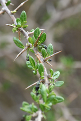 Dunalia brachyacantha