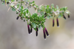 Dunalia brachyacantha