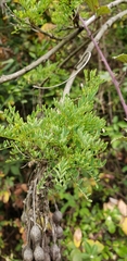Sophora macrocarpa