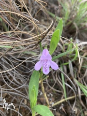 Asystasia subbiflora