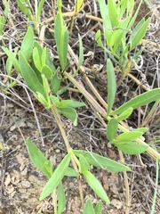 Asystasia subbiflora