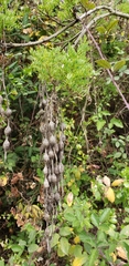 Sophora macrocarpa