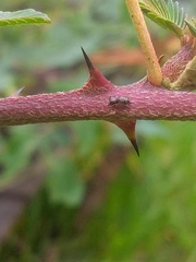 Naubolus posticatus