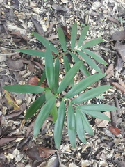 Zamia paucijuga