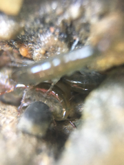 Traskorchestia traskiana