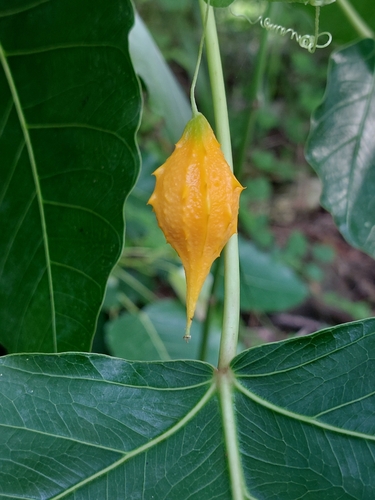 Bitter Melon
