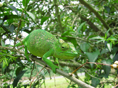 Bioko Montane Chameleon photo 1