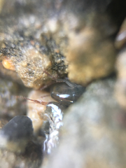 Traskorchestia traskiana