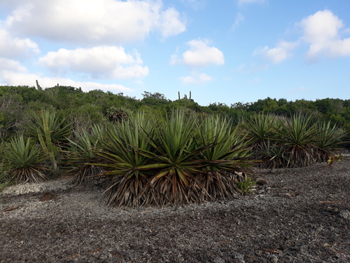 Agave rhodacantha