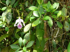 Sobralia rosea