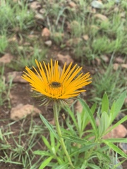 Berkheya seminivea