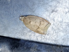 Scythropiodes