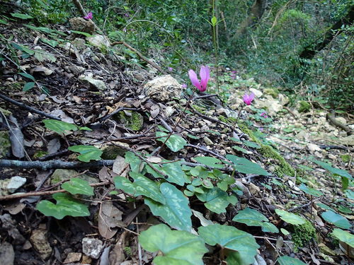 Ciclamino primaverile