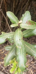 Escallonia pulverulenta