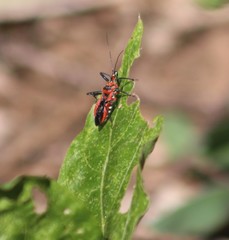 Rhynocoris fuscipes
