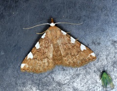 Corgatha pseudominor