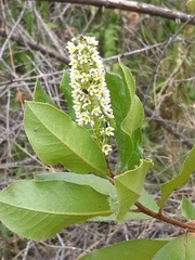 Escallonia pulverulenta