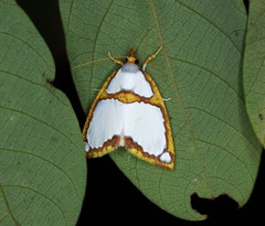 Titulcia confictella