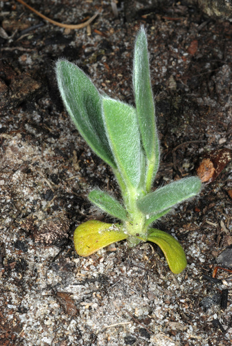 Lupinus diffusus