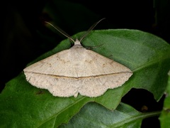Ugia insuspecta