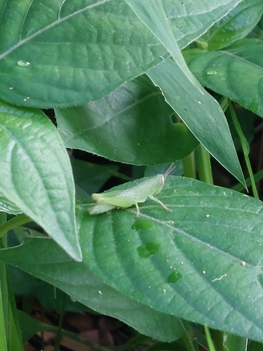 Short-winged Rice Grasshopper