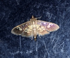 Uresiphita quinquigera