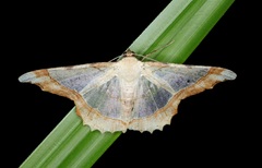 Zeheba aureata