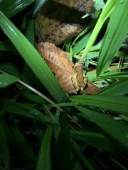 Dendropsophus sarayacuensis