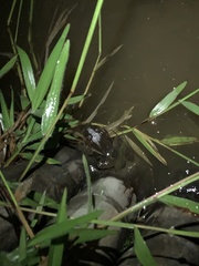 Leptodactylus wagneri