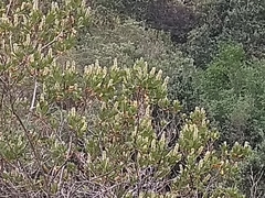 Escallonia pulverulenta