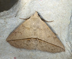 Ugia insuspecta