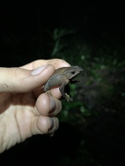 Rhinella festae