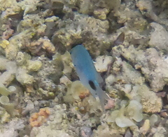 Abudefduf sparoides