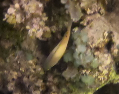 Halichoeres hortulanus