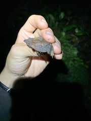 Rhinella festae