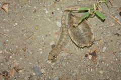 Hemidactylus bowringii