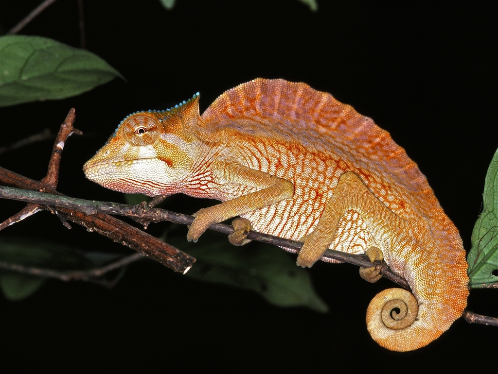 Crested Chameleon