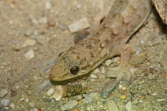 Hemidactylus bowringii