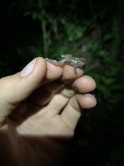 Pristimantis ventrimarmoratus