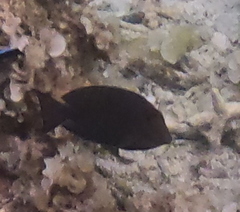 Acanthurus tennentii