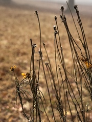 Helenium amarum