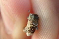 Polycyathus verrilli