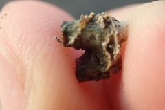 Polycyathus verrilli