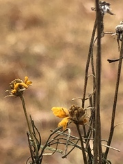 Helenium amarum