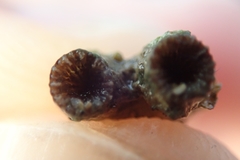 Polycyathus verrilli