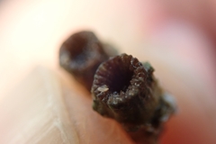 Polycyathus verrilli