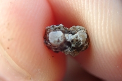 Polycyathus verrilli