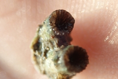 Polycyathus verrilli