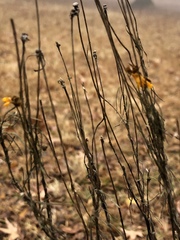 Helenium amarum