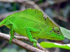 Crested Chameleon photo 2